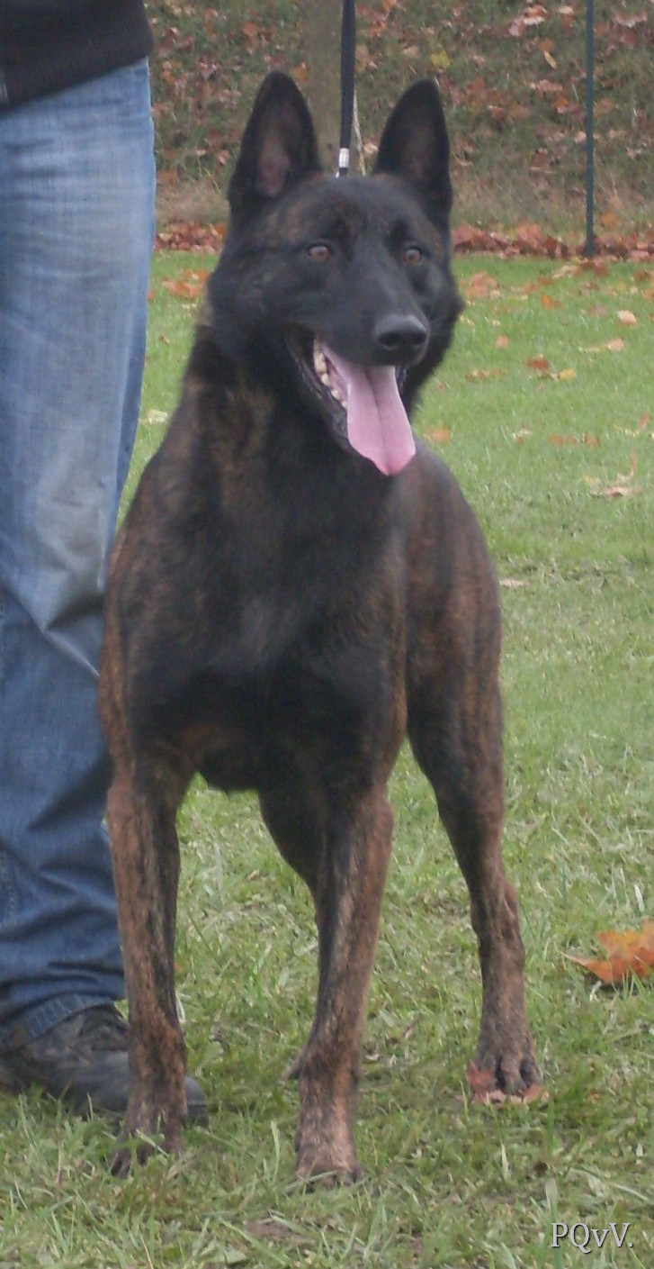  Eiko des Fonds de Gueule